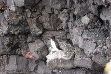 Tordalk (1 von 11).jpg